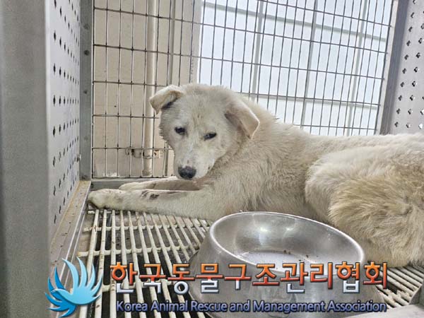 종료(안락사) 믹스…